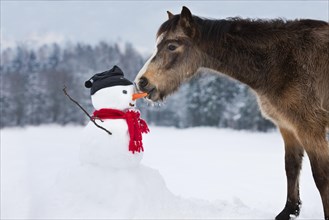 Welsh Mountain Pony eating carrot nose of a snowman