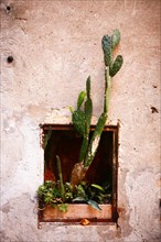 Cactus growing at a wall