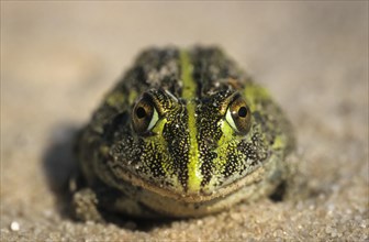 South African Burrowing Frog or African Bullfrog (Pyxicephalus adspersus)