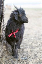 Black Cashmere Goat (Capra hircus laniger)