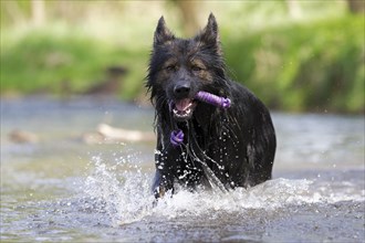 Longhaired Old German Shepherd Dog playing in river