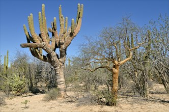 Cardon Cactus (Pachycereus pringlei) and Elephant Tree (Bursera microphylla)