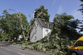 Uprooted trees have damaged a house