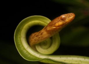 Snake (Madagascarophis columbrinus)