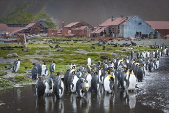 King Penguins (Aptenodytes patagonicus) between the deteriorating buildings of the former whaling station