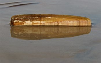 Shell of a Sword Razor Clam (Ensis ensis)