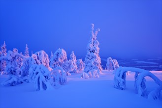 Trees in a snow-covered winter landscape