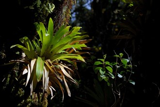 Bromeliad in a mountain jungle