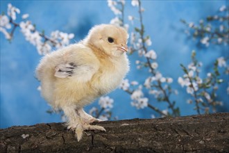 Domestic fowl chick