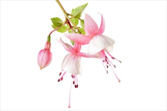 Fuchsia (Fuchsia)