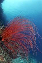 Red Whip Coral (Ellisella ceratophyta)