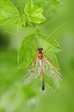 Parasitic Wasp (Ophion spec.)