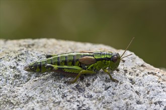 Green Mountain Grasshopper (Miramella alpina)