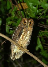 Madagascar Owl (Asio madagascariensis)