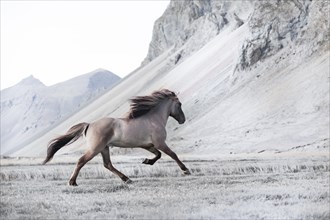 Dun-coloured stallion galloping across a meadow