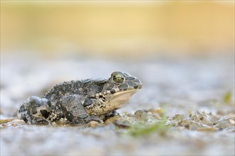 Green Toad (Bufo viridis complex) in an abandoned gravel pit