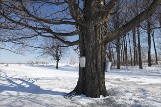Buckets attached to a maple tree