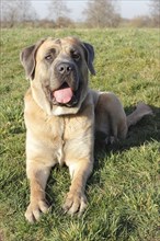 Cane Corso