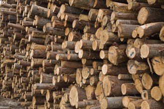 Large pile of freshly cut timber logs at a lumber mill