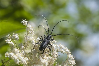Capricorn Beetle (Cerambyx scopolii) on Black Elder (Sambucus nigra)