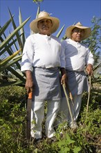 Sisal workers in an agave field at the Hacienda de Sotuta de Peon