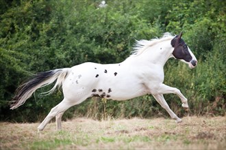 Paint Horse