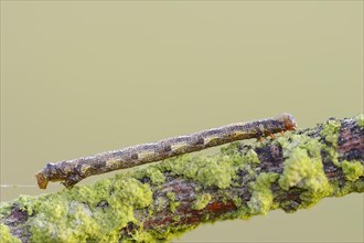 Caterpillar