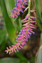 Bromeliad (Aechmea victoriana)