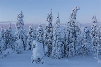 Finnish winter forest at twillight