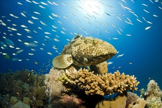 Malabar Grouper (Epinephelus malabaricus)