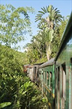 Vintage train traveling through jungle
