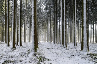 Snow-covered coniferous forest with freshly fallen snow