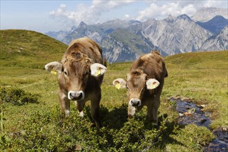 Cows grazing on an alpine meadow