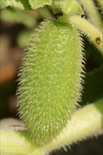 Squirting Cucumber (Ecballium elaterium)