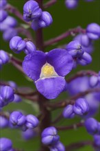 Flowering Bamboo or Blue Ginger (Dichorisandra thyrsiflora)
