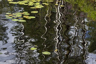 Reflection of birch trunks with the leaves of Water Lilies (Nymphaea)