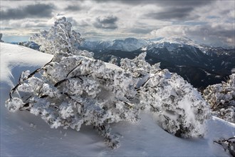 Snow-covered Mountain Pines (Pinus mugo) with the Hochschwab Range