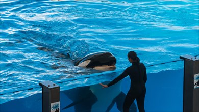 Killer Whale or Orca (Orcinus orca) looking at a carer