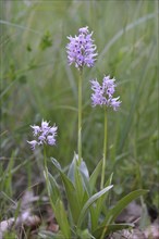 Military Orchid (Orchis militaris)
