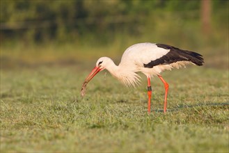White Stork (Ciconia ciconia) with captured vole