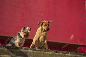 A Yorkshire Terrier and a mixed breed puppy sitting in front of a red wall