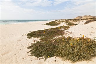 Yellow flowering Desert Broomrape plants (Cistanche deserticola) on Varandinha Beach