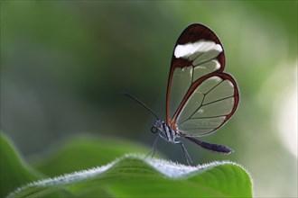 Glasswinged Butterfly (Greta oto) on a leaf
