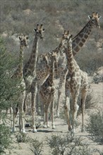 A herd of giraffes (Giraffa camelopardalis)