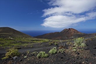 Teneguia volcano