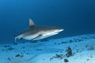 Grey Reef Shark (Carcharhinus amblyrhynchos) over a sandy sea bottom