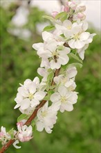 Armenian Plum or Siberian Apricot (Prunus armeniaca)