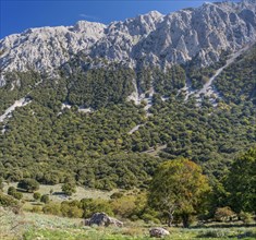 Mountain landscape with limestone rocks and an oak forest (Quercus)