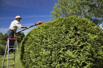 Gardener trimming a cedar tree (Thuja occidentalis)