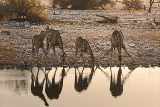 Four Giraffes (Giraffa camelopardalis)